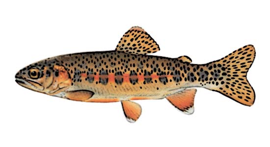 Kern River Golden Trout Identification