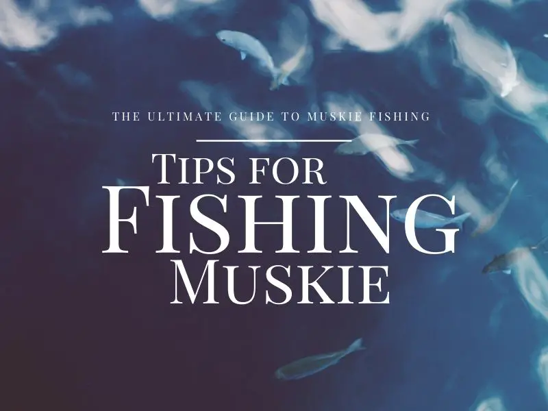 Muskie Fishing Guide - Tips to Catch Muskie - RiverSearch