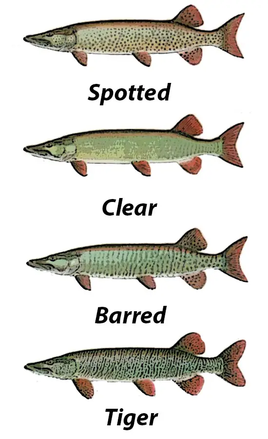 Muskie-Identification-Chart