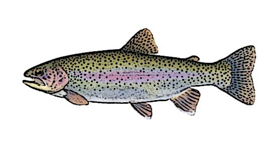 Rainbow Trout Identification