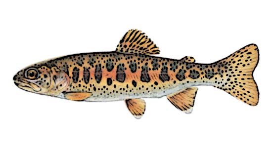 Redband Trout Identification