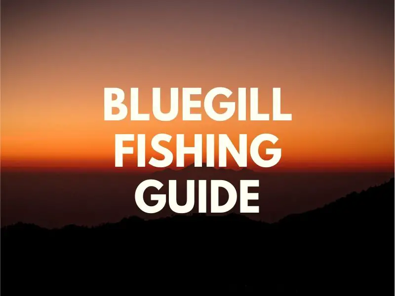 Bluegill Fishing Tips