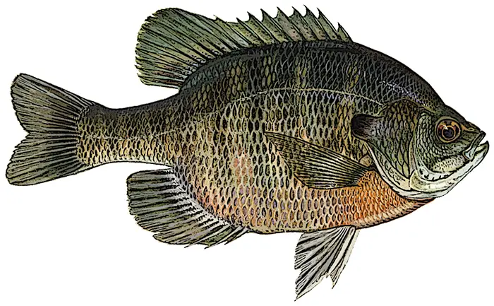 Bluegill Identification