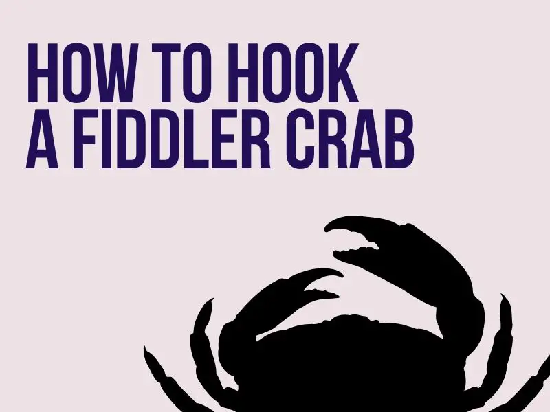 How to Hook a Fiddler Crab