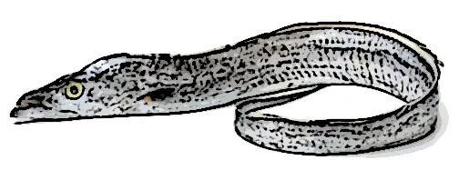 Ribbonfish Identification