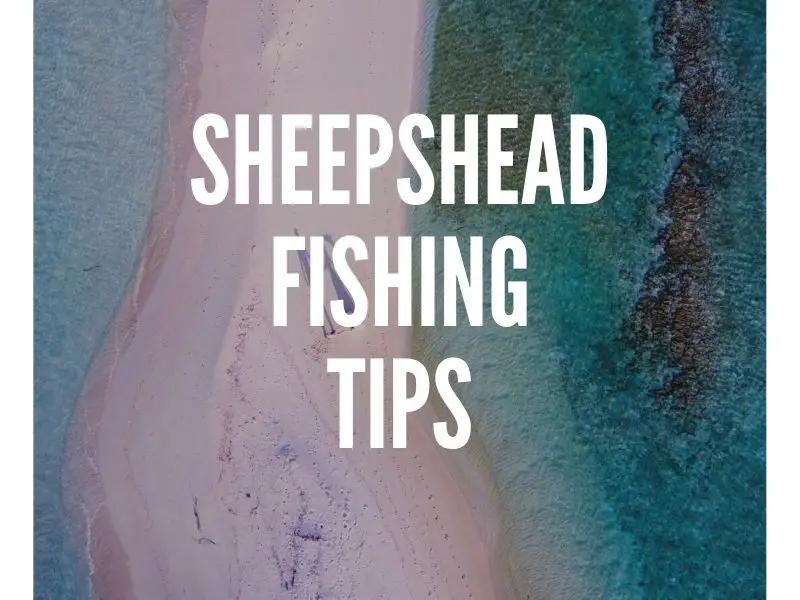 Sheepshead Fishing Tips