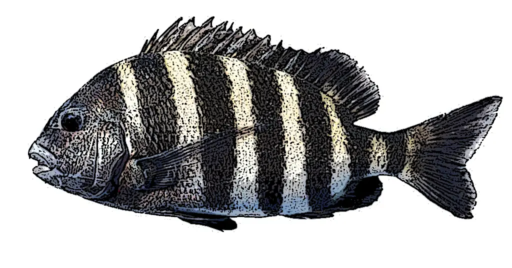 Sheepshead Identification