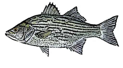 White Bass Identification