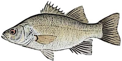 White Perch Identification