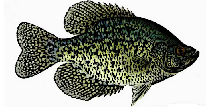 Black Crappie Identification