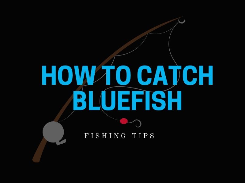 Bluefish Fishing Tips