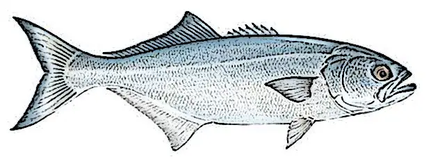 bluefish size bluefish size