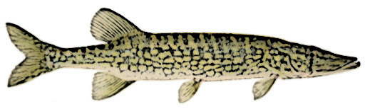 Chain Pickerel Identification