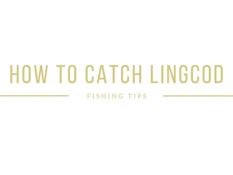 Lingcod Fishing Tips