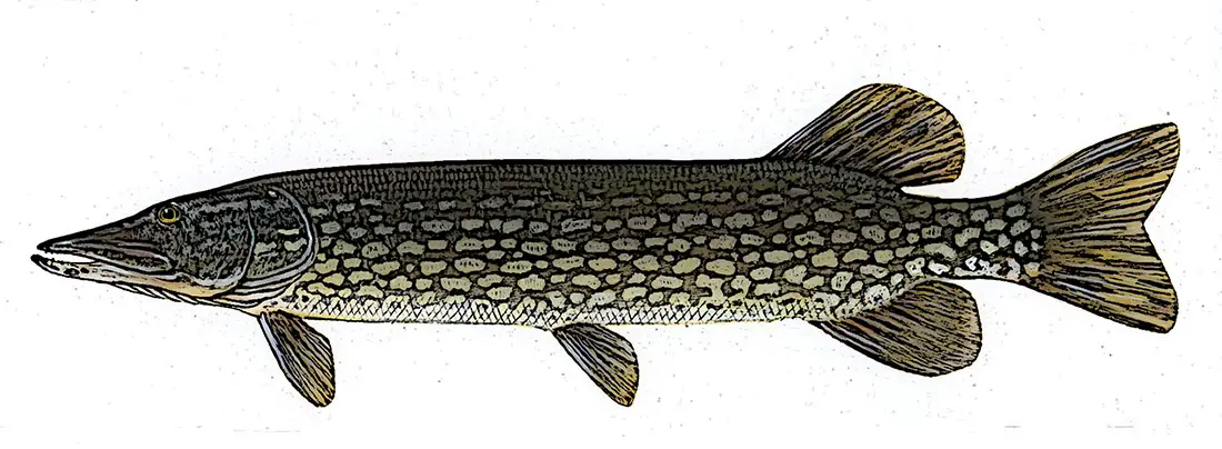 Northern Pike Identification