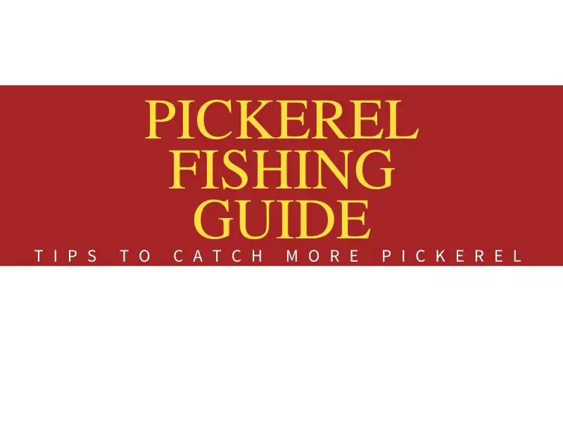 Pickerel Fishing Tips