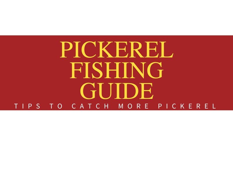 Pickerel Fishing Tips