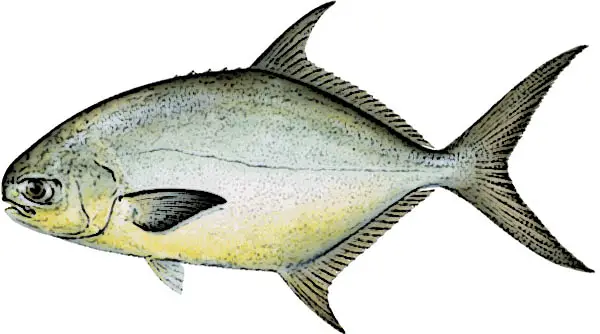 Pompano Identification