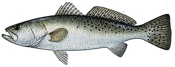 Speckled Trout Identification