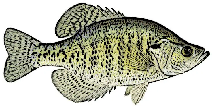 White Crappie Identification