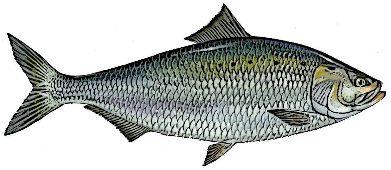 American Shad Identify