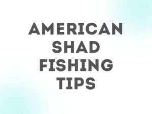 American Shad Tactics