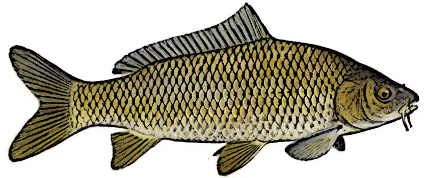 Carp Identification