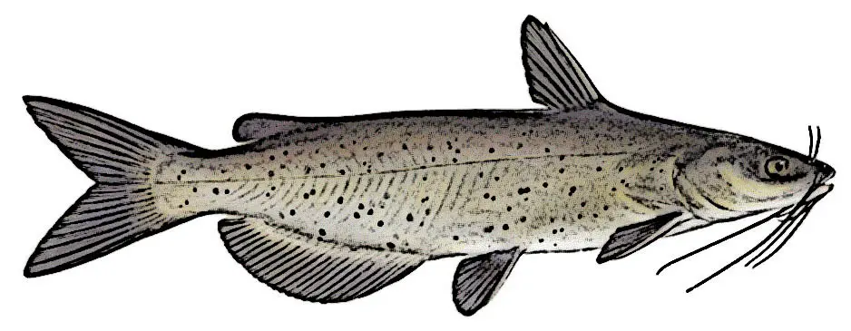Channel Catfish Identification