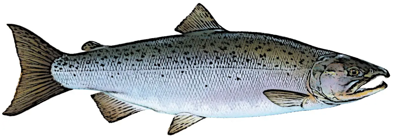Coho Salmon Identification