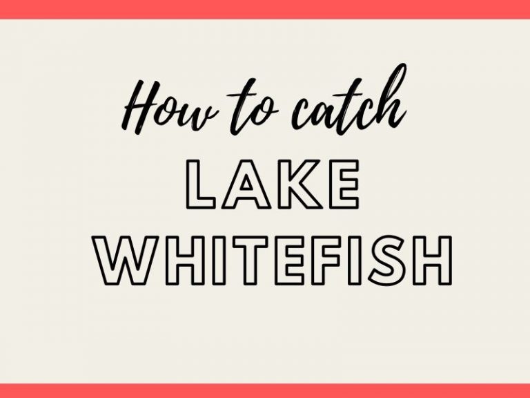 How to Catch Lake Whitefish Fishing Tips