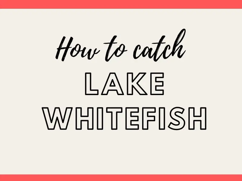 Lake Whitefish Fishing Tips