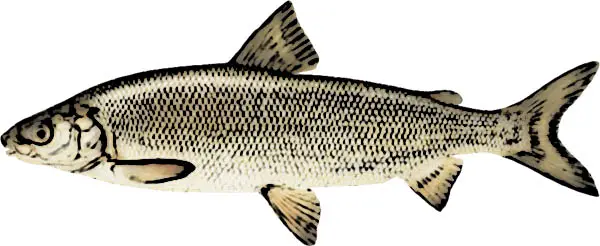 Lake Whitefish Identification