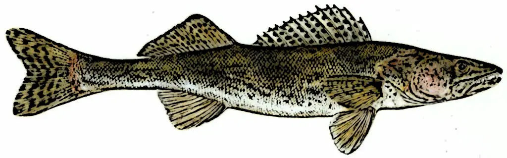 Sauger Identification