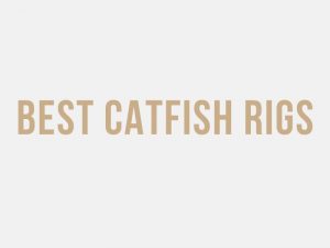 Best Catfish Rigs