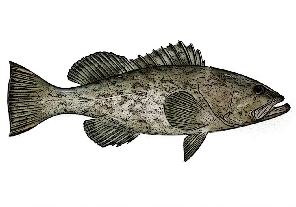 Grouper Identification