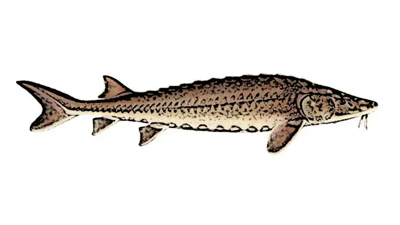 Lake Sturgeon Identification