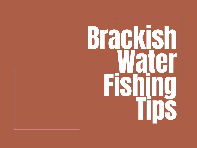 Catching Brackish Water Fish