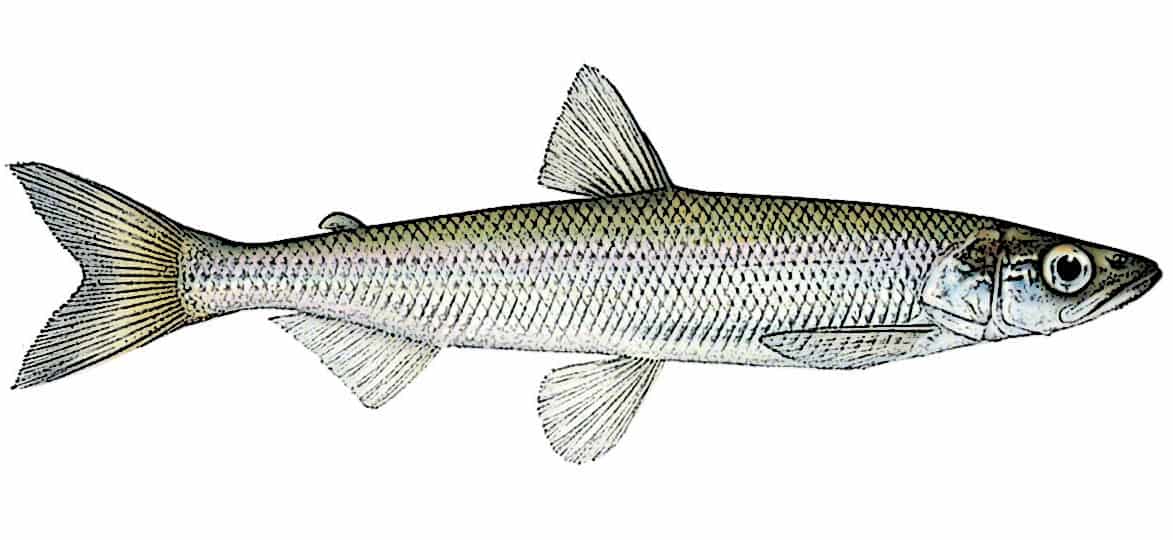 smelt identification