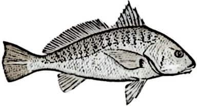 Atlantic Croaker