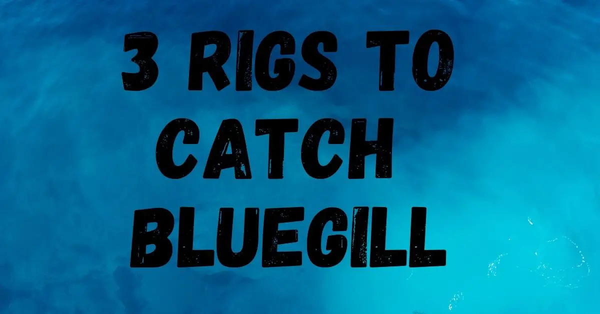 Bluegill Rigs - 3 Easy to Use Rigs You Need to Try