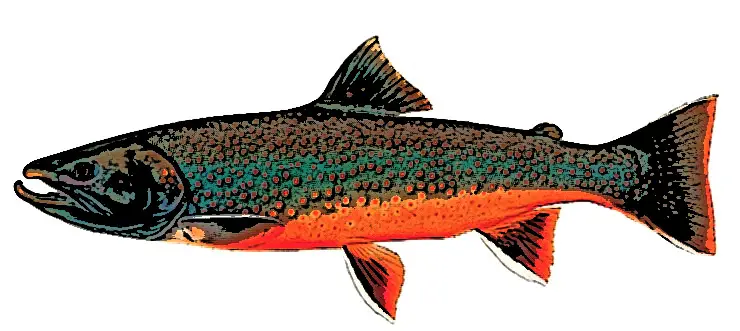 Dolly Varden
