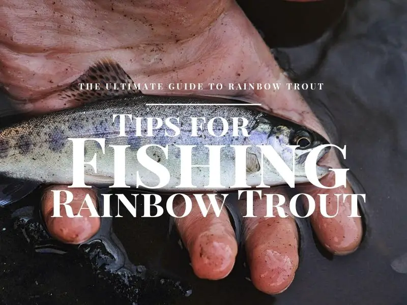 Rainbow Trout