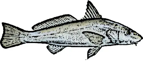 Whiting Fish