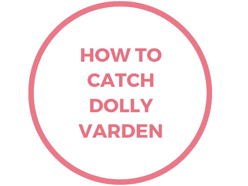 dolly varden fishing