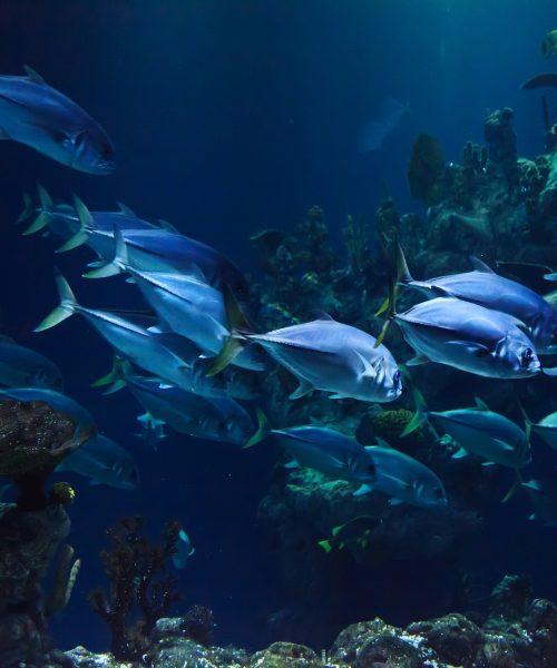 Fishing Benefits Fishing Benefits