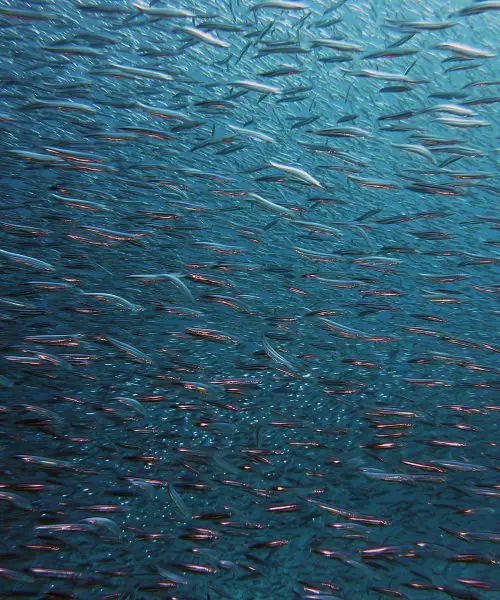 School of Fish School of Fish