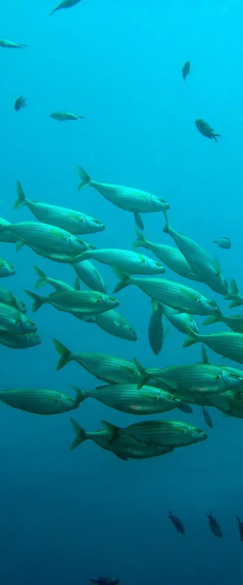 School of Fish2 School of Fish2